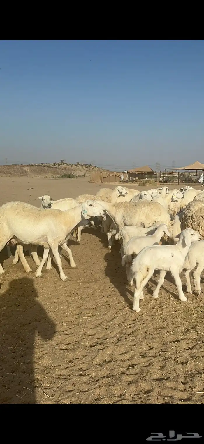 غنم حرية متابيع صنف الصنف منوة القناي 70 تحتها 70 34