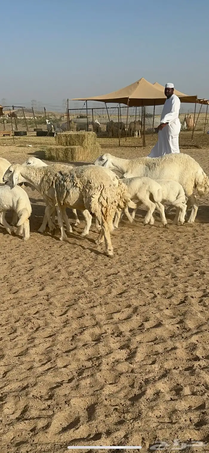 غنم حرية متابيع صنف الصنف منوة القناي 70 تحتها 70 14