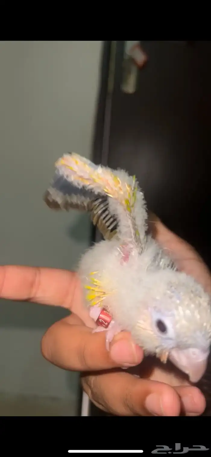 فرخ كنيور لون فاخر 3