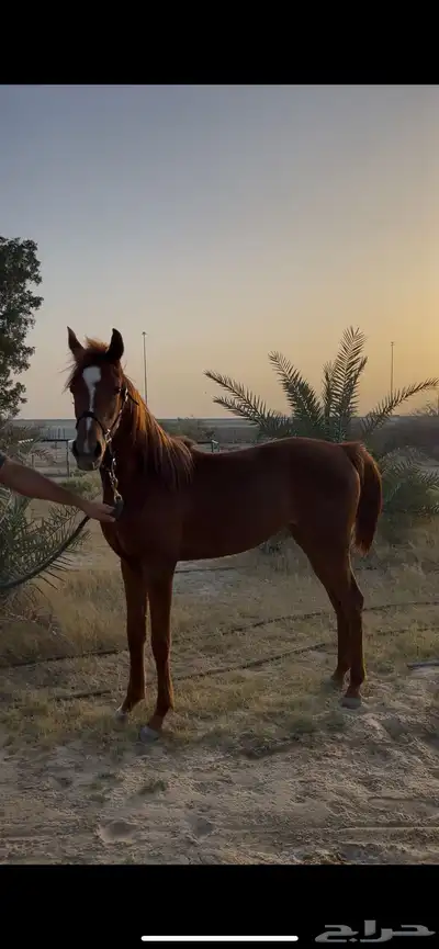 مهره واهو 0