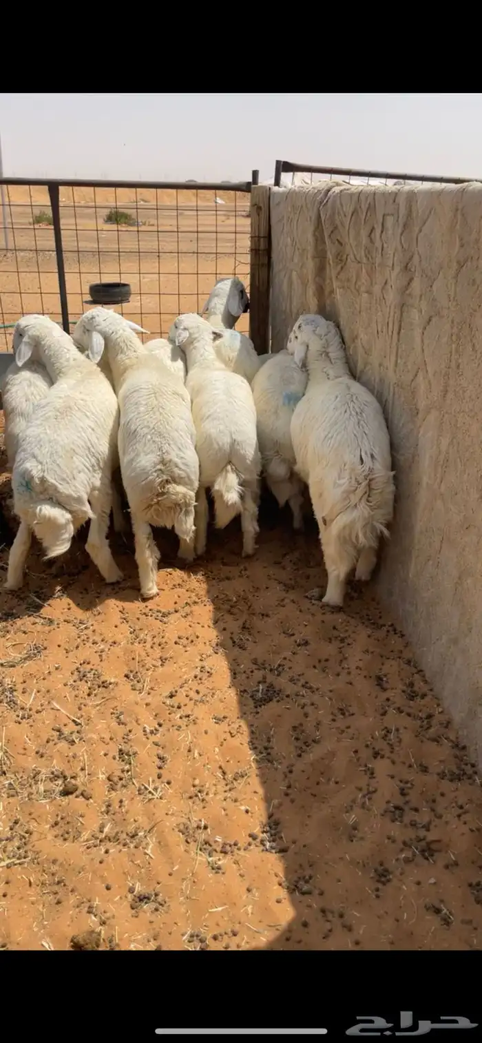 ذبايح نعيم سواكن حري تيوس 3