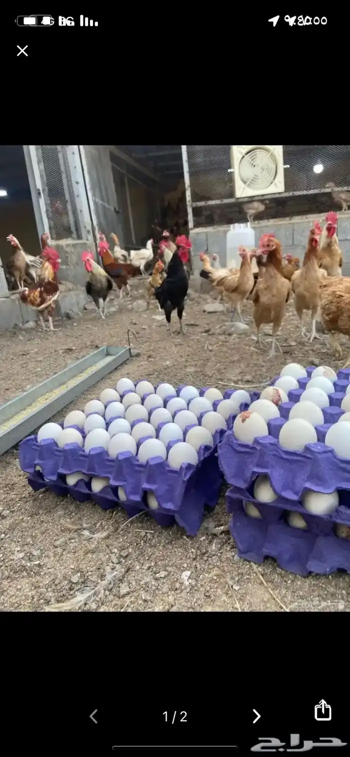 بيض بلدي مخصب نظيف 0