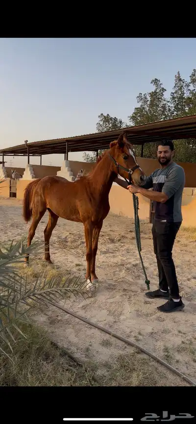 مهره واهو 3