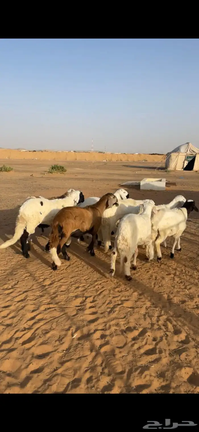 ذبايح نعيم سواكن حري تيوس 4