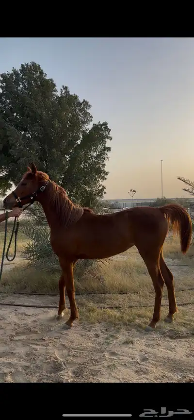 مهره واهو 2