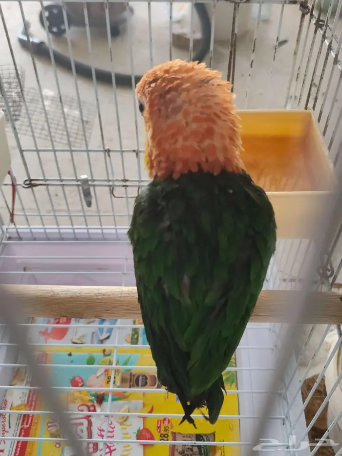 ببغاء كايك وايت بيلي اليف الاحساء نوادر 4
