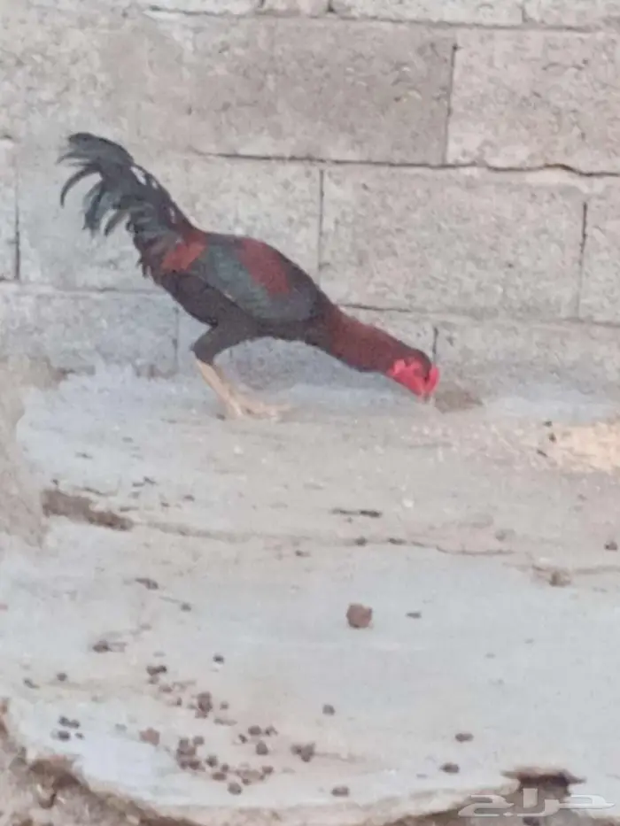 ديوك للبيع 3