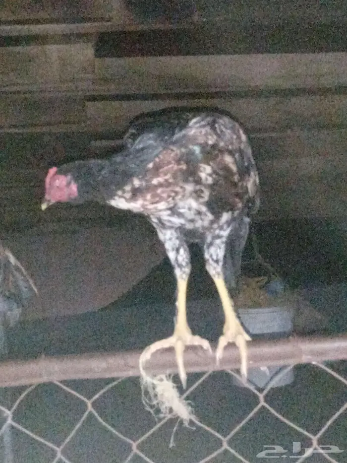 ديوك للبيع 0