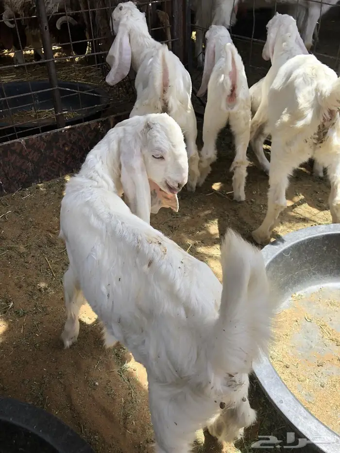 جفار 1