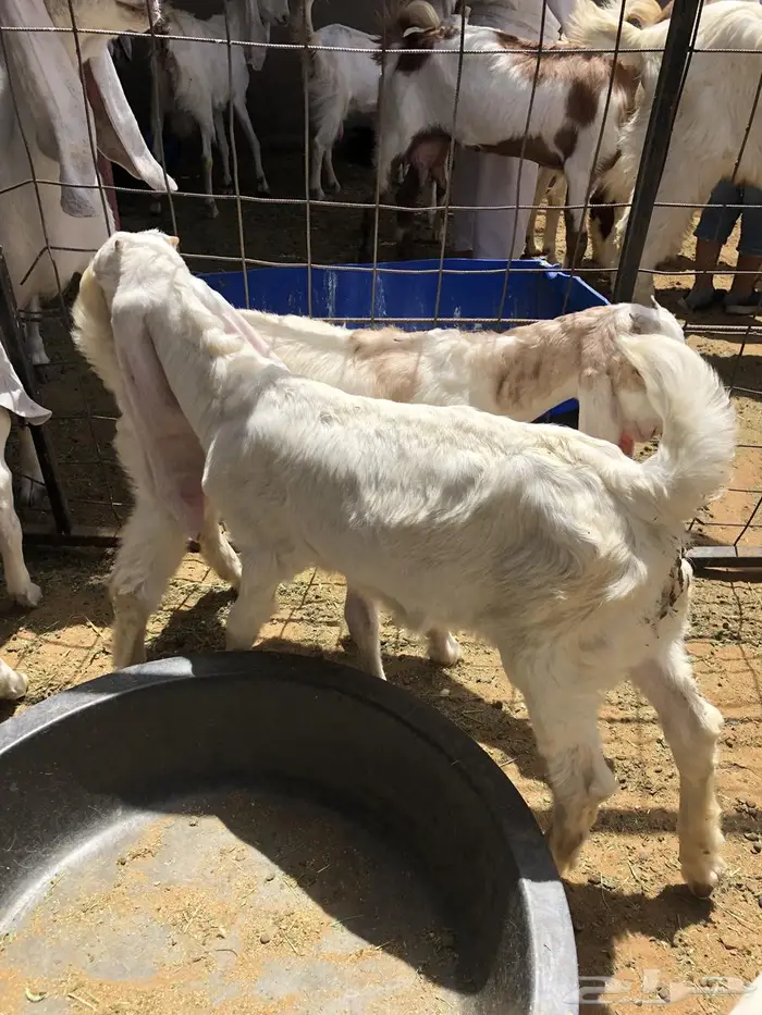جفار 2