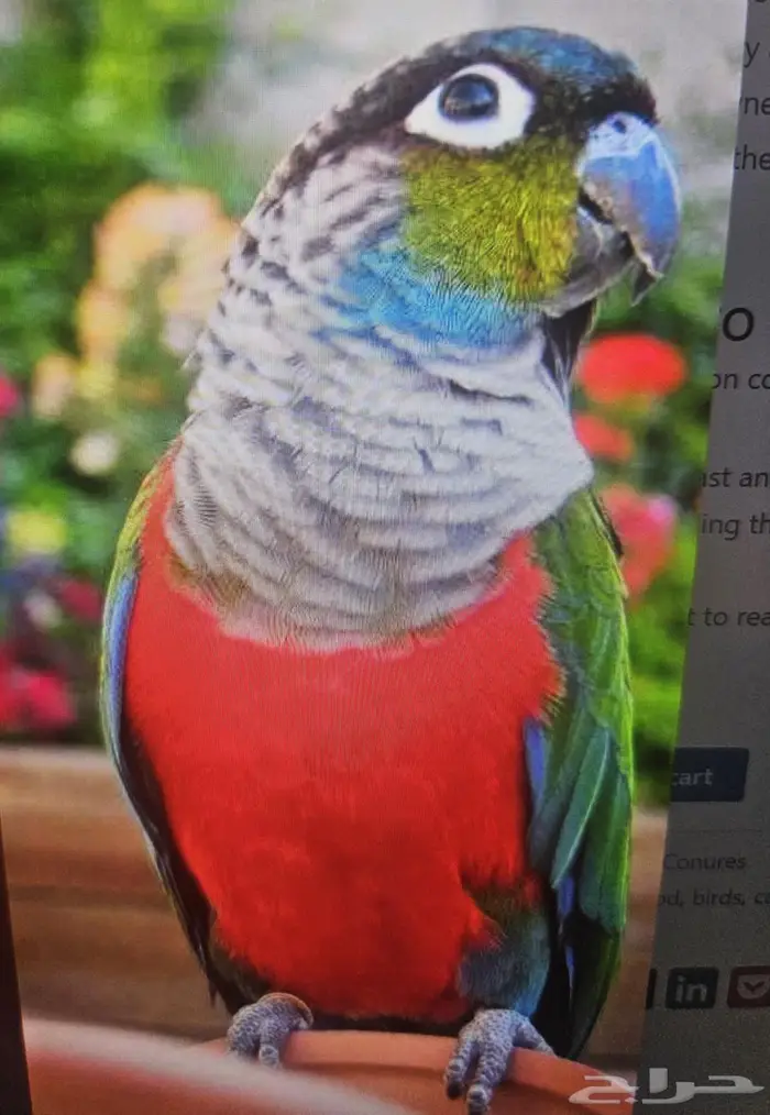 فروخ كنيور كريمسون عدد 4 2