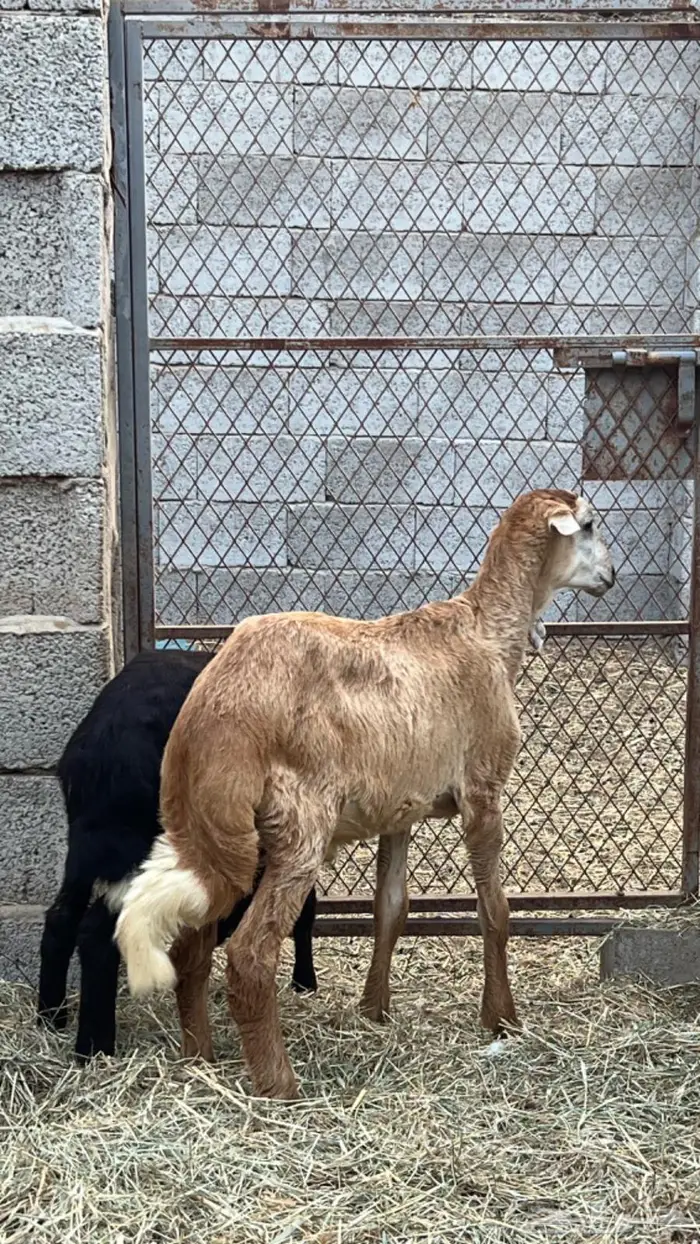 كباشه سمان 4