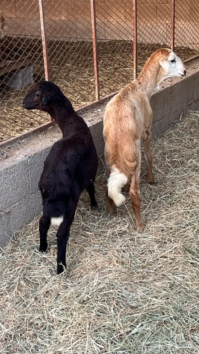 كباشه سمان 3