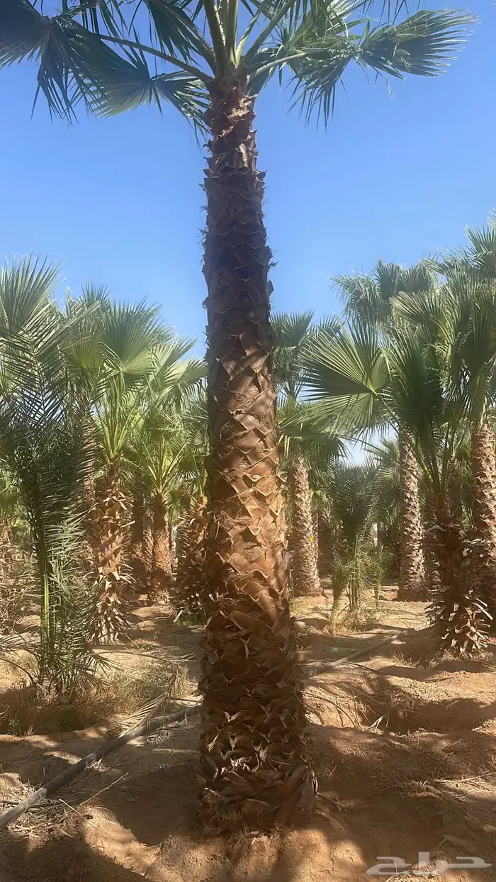 واشنطني نخيل   ابو مروحه 5