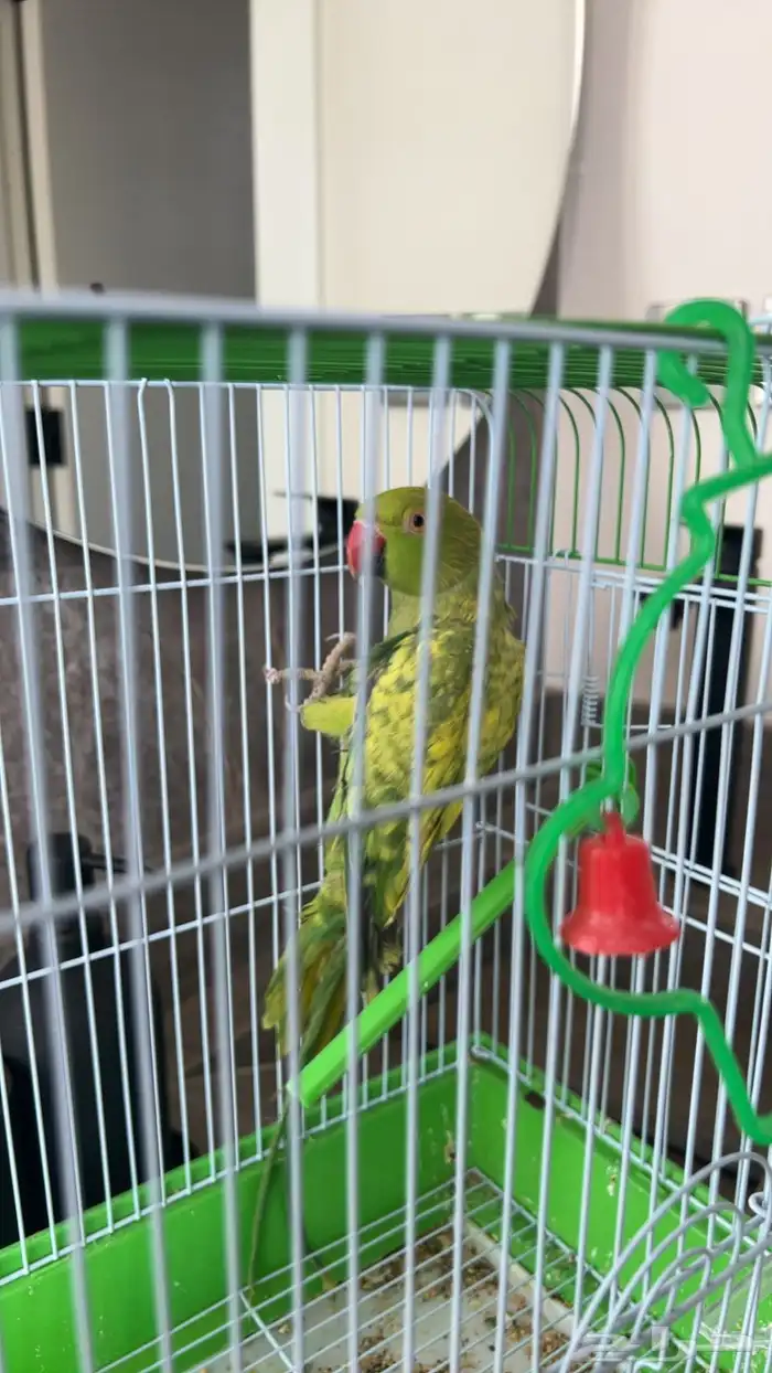 تمالبيع دره نادر هجين اخضر و اصفر نصف ولافه صحه و نظافه 0
