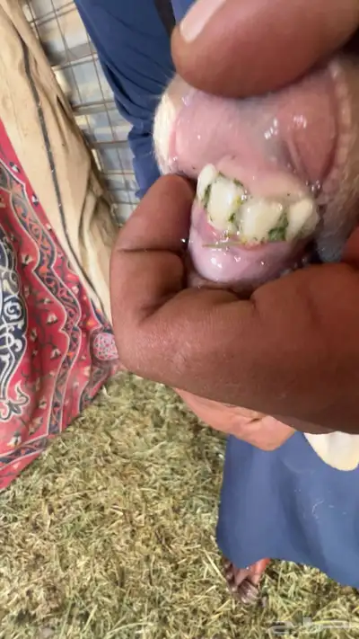 رخال ولد 1