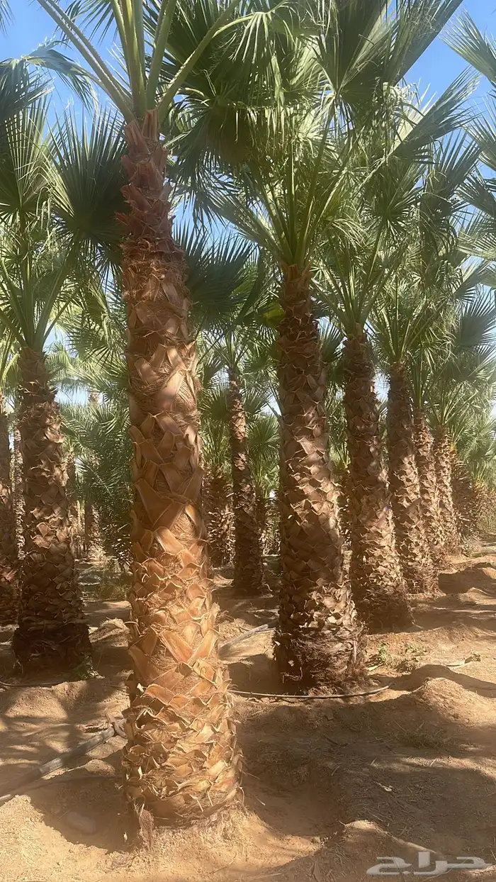 واشنطني نخيل   ابو مروحه 4