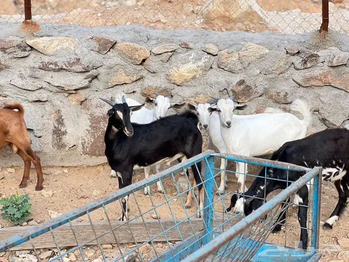9 تيوس شحم 0