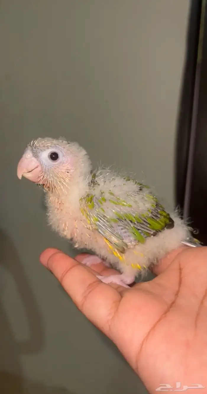 فرخ كنيور لون فاخر 0