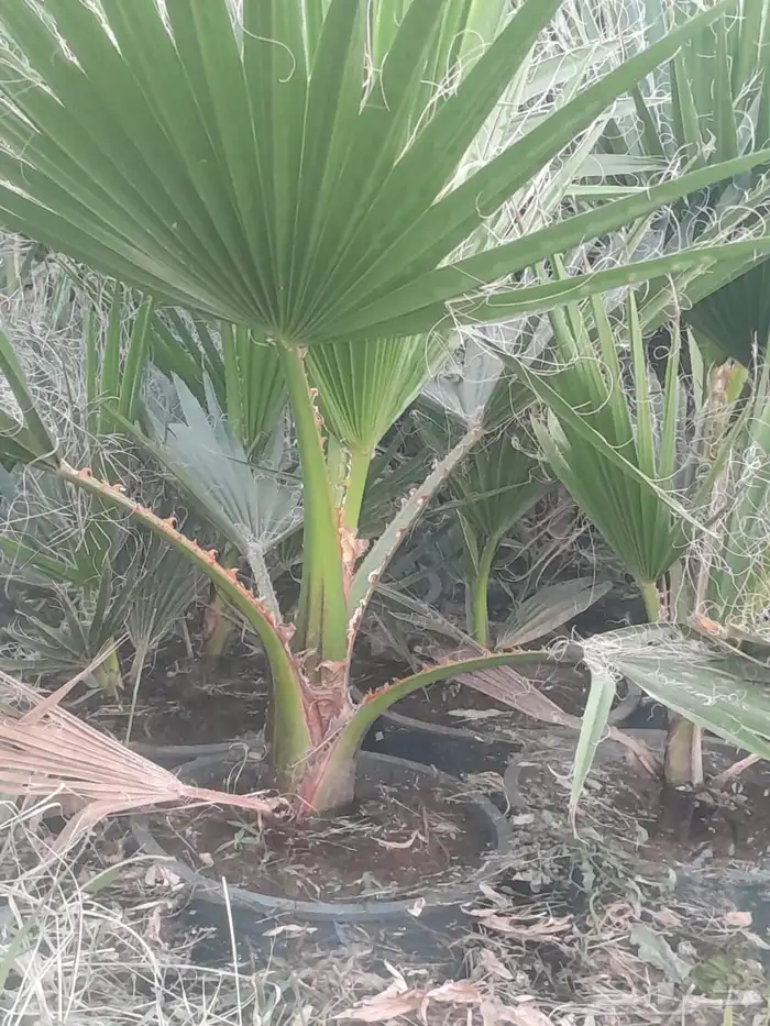 واشنطونيا 3