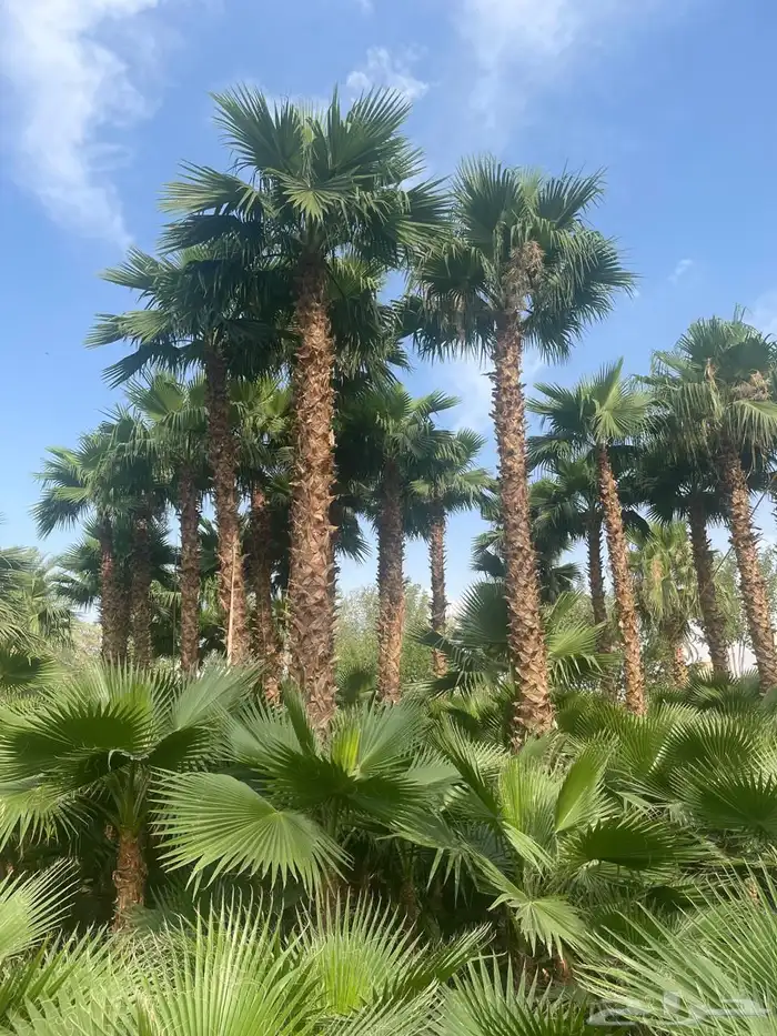 واشنطني نخيل   ابو مروحه 9