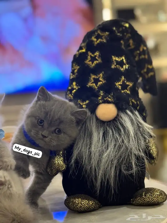 بريتش شورت هير كيتنر تم البيع 0