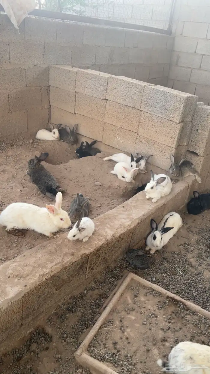 ارانب للبيع 1