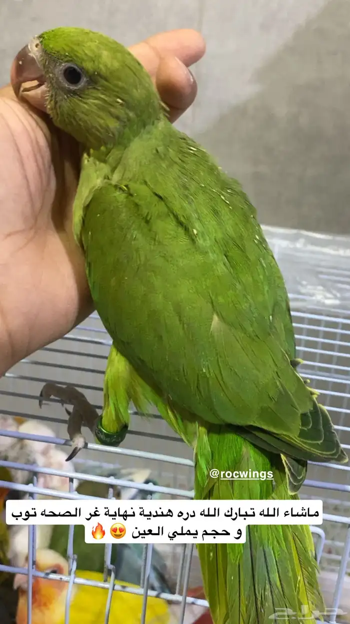 دره هندي نهاية غر 0