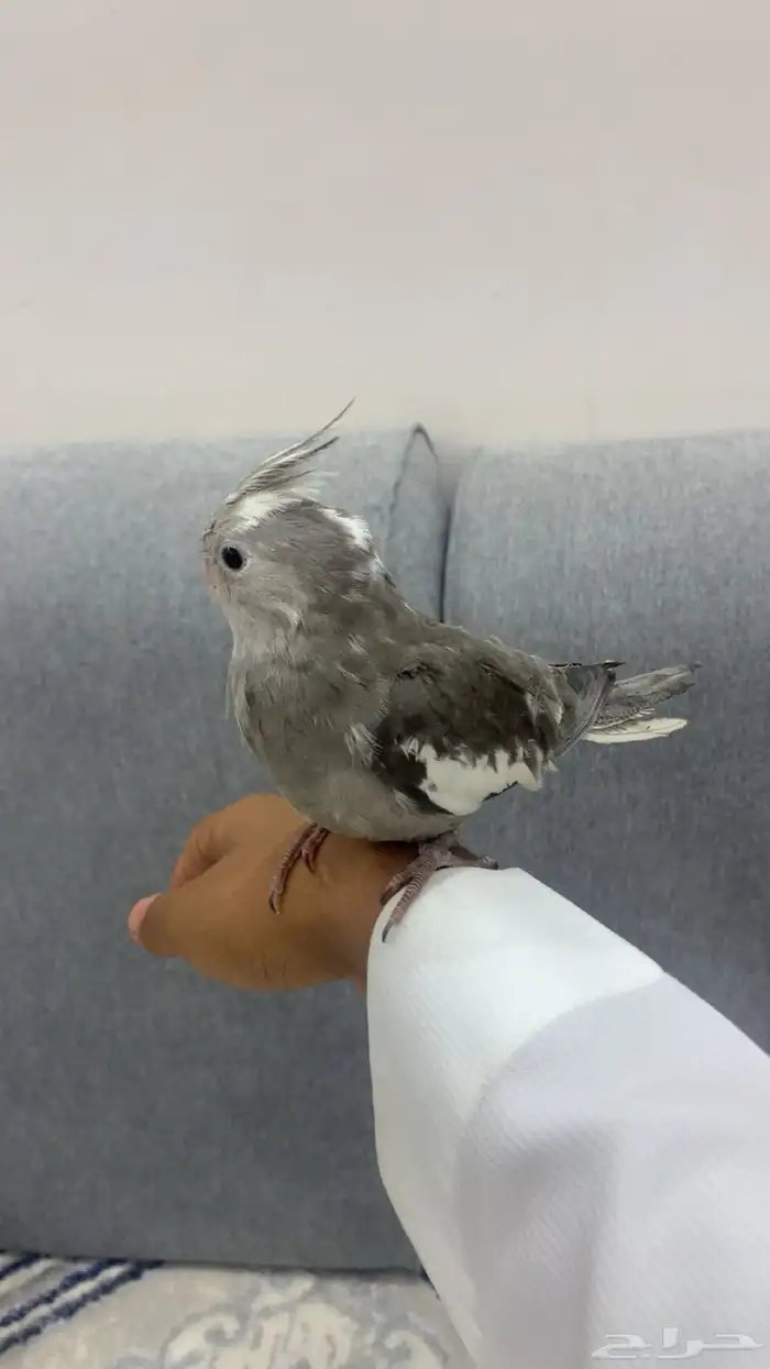 جوز كروان اليف 5