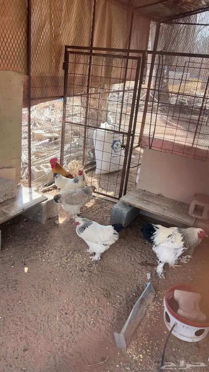 دجاج براهما للبيع 0
