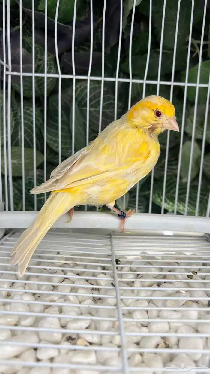 انثى كناري جاهزة 0