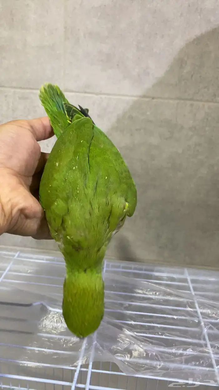 دره هندي نهاية غر 1