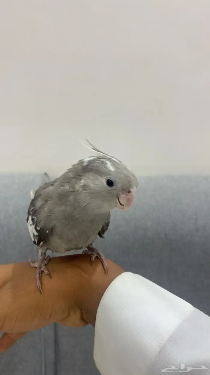 جوز كروان اليف 7
