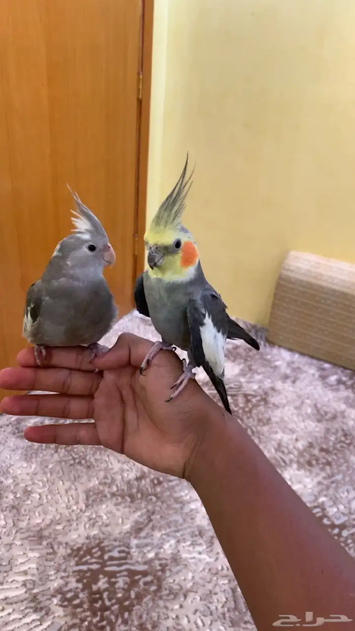 جوز كروان اليف 2