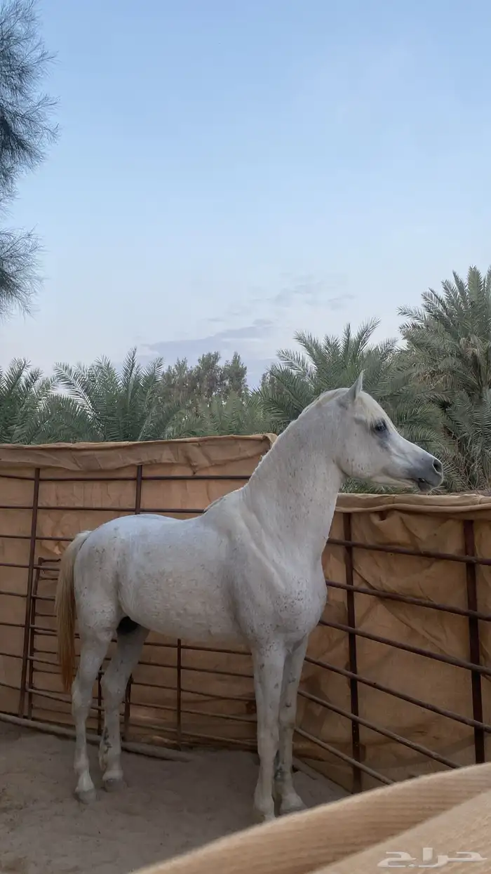 حصاني شعبيي 0
