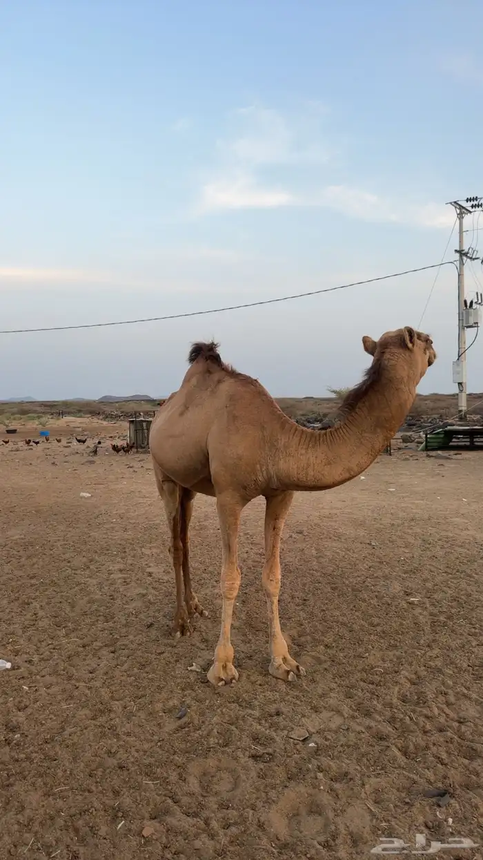 بكره ساحليه ( تم البيع ) 0