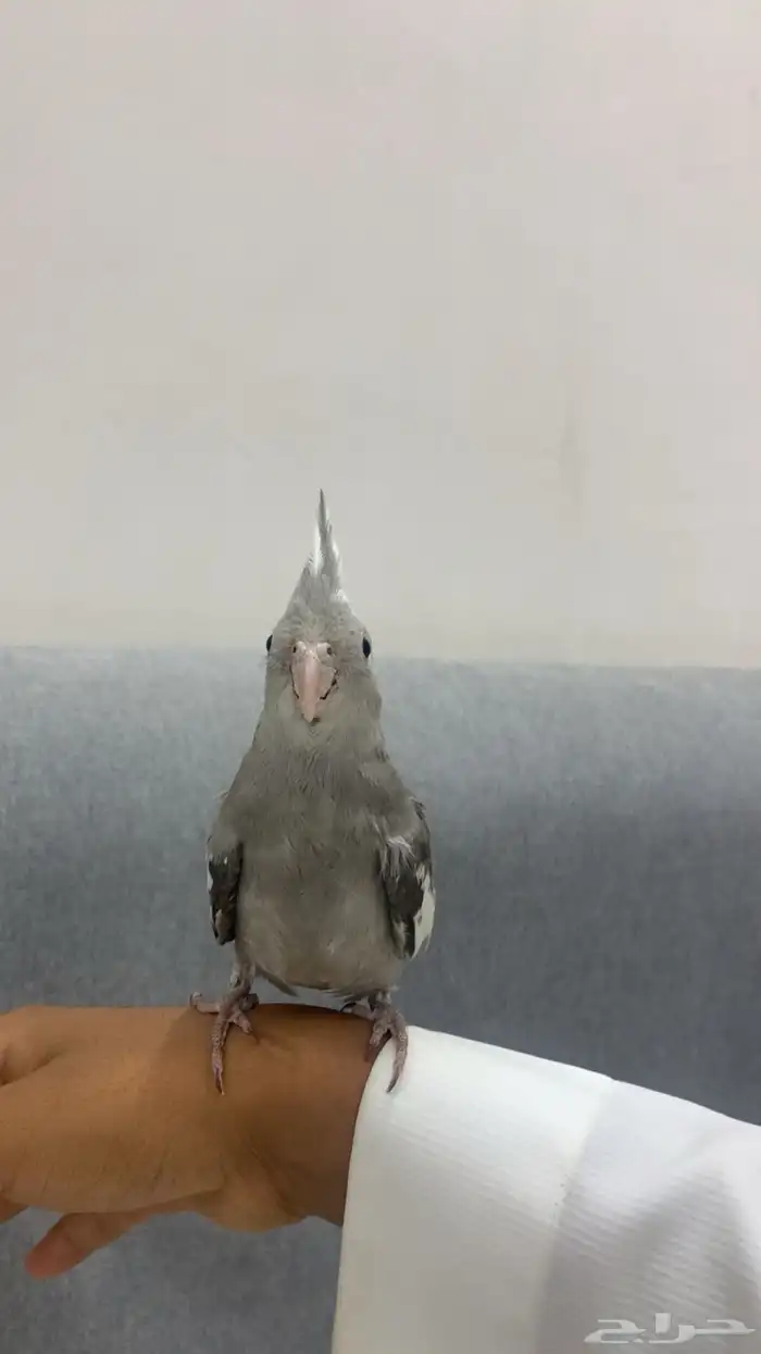 جوز كروان اليف 6