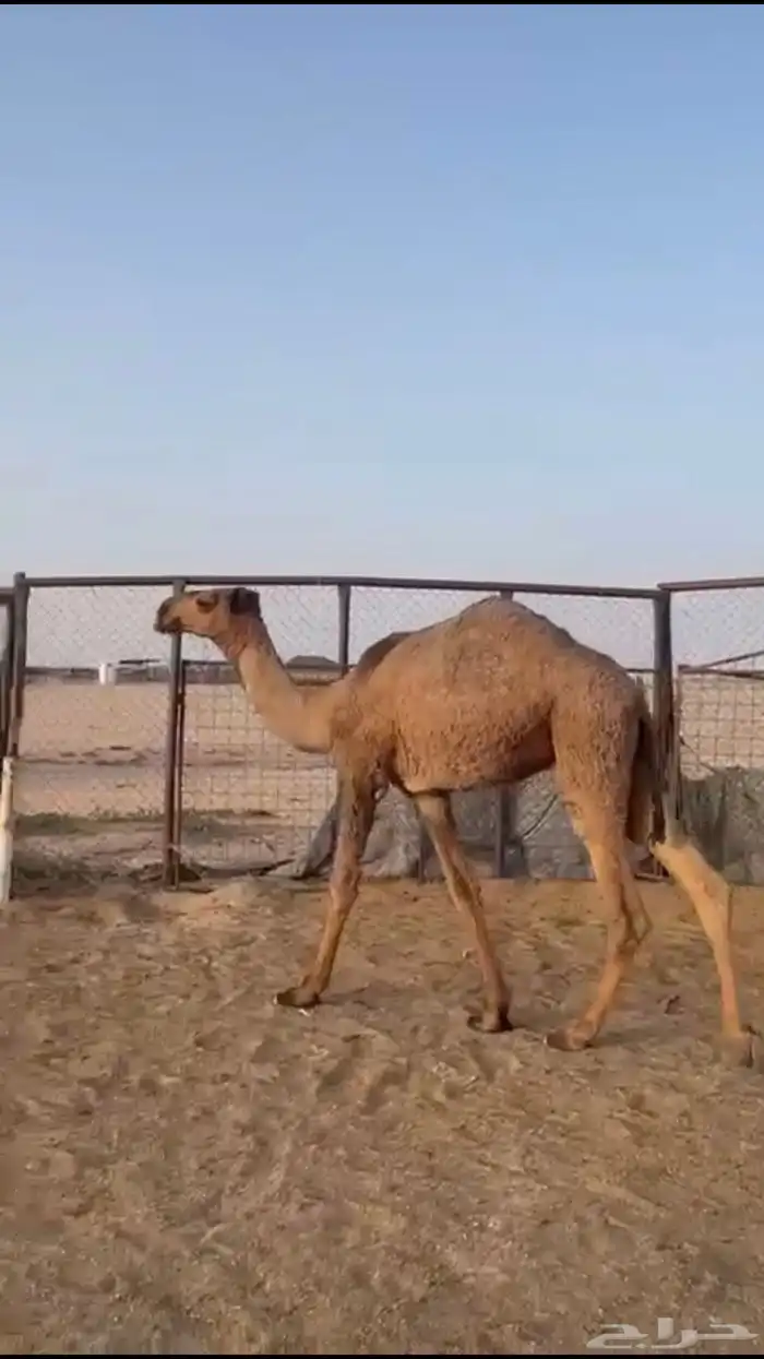 تم البيع 0