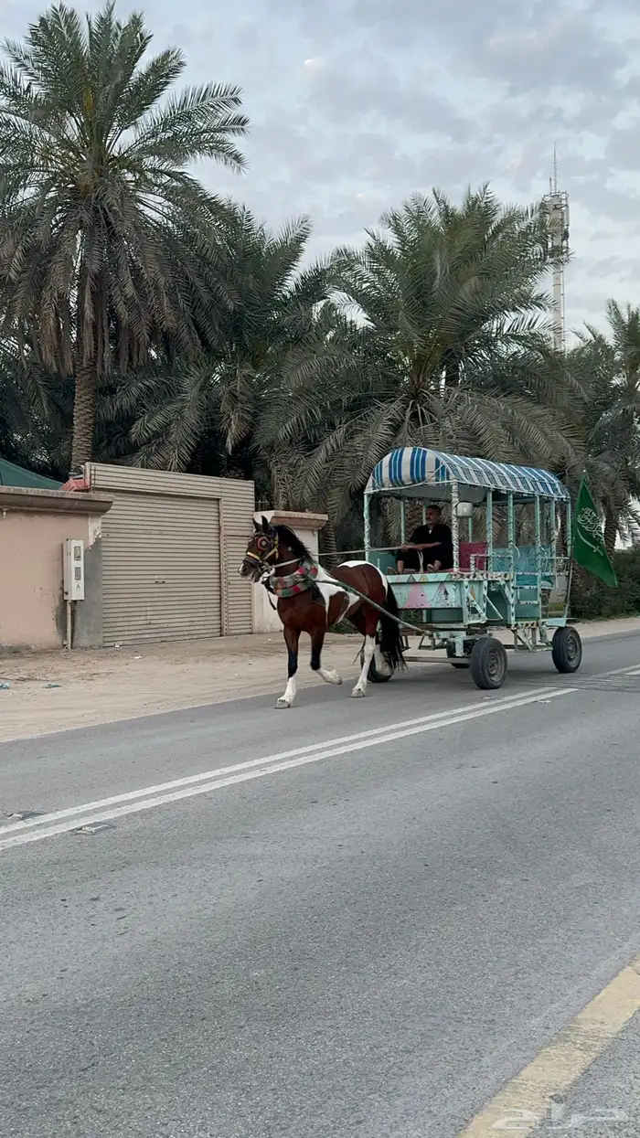 تأجير خيول وسيسيات وقاري 6