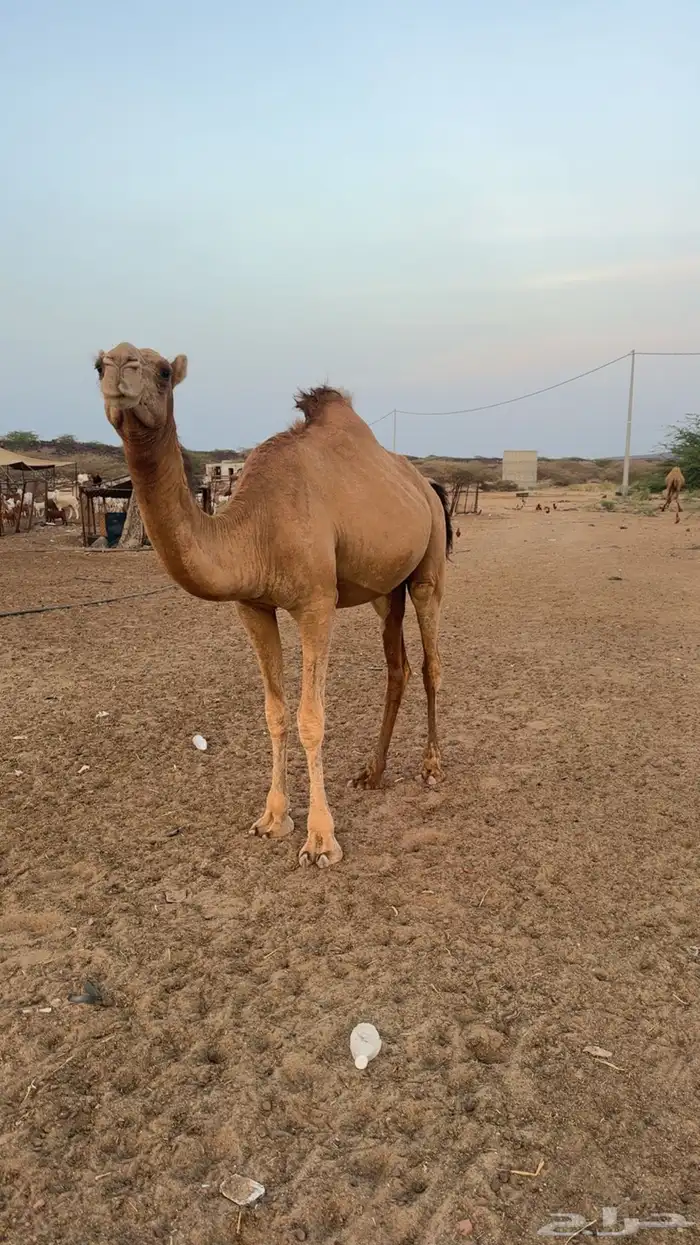 بكره ساحليه ( تم البيع ) 2