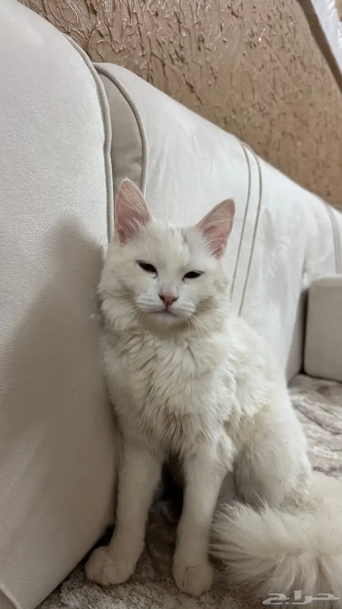 قطة شيرازيه 1