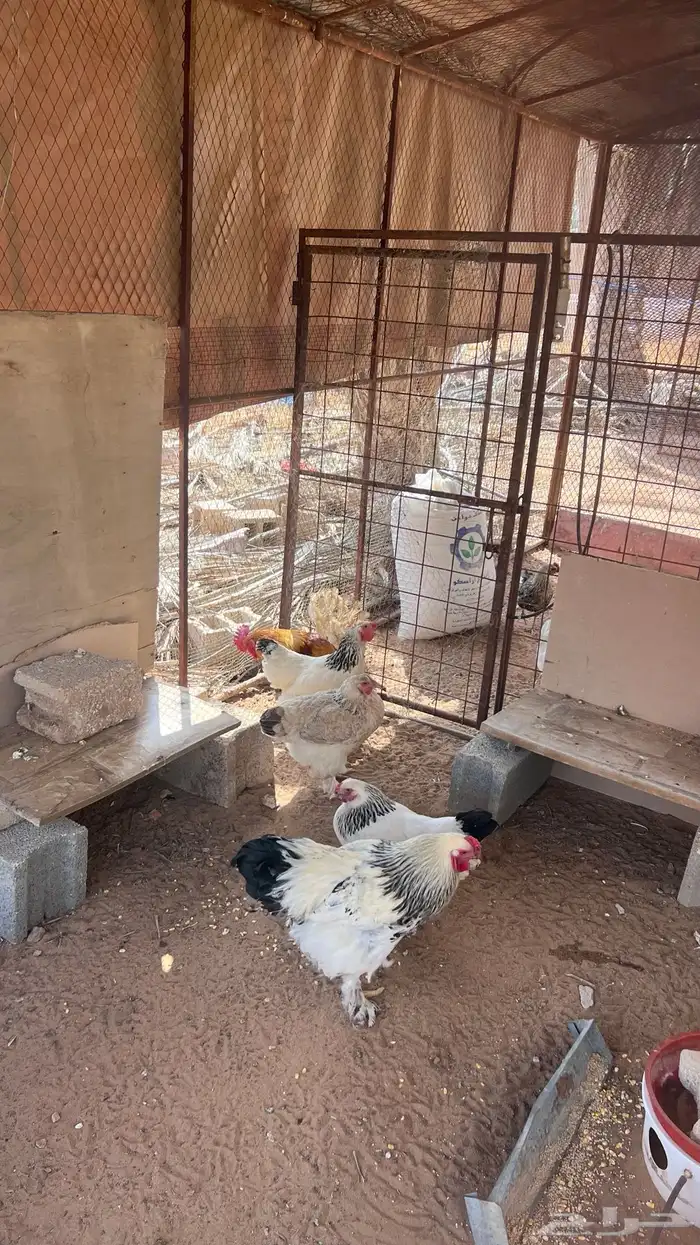 دجاج براهما للبيع 2