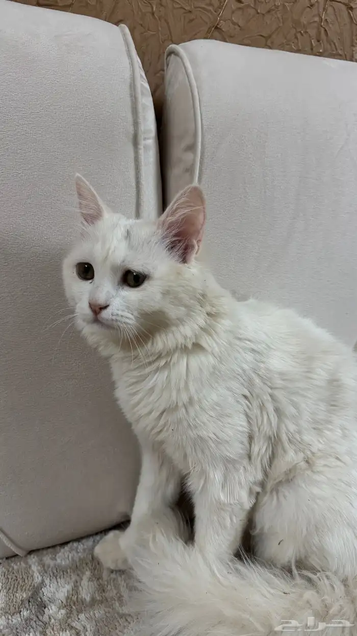 قطة شيرازيه 0