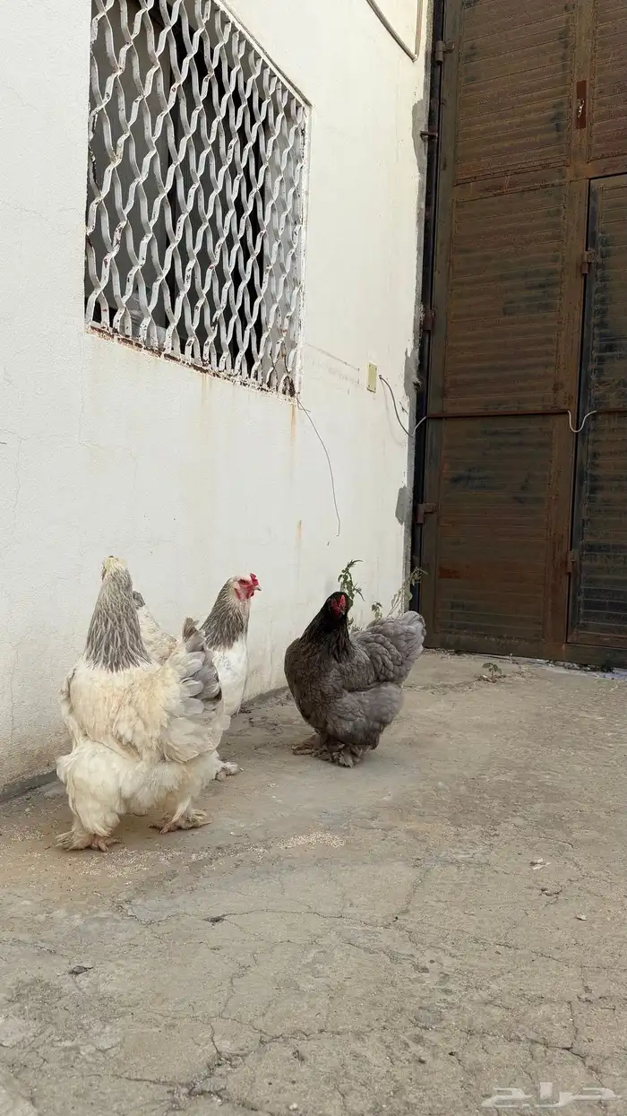 دجاج براهما ثلاث اناثي 15