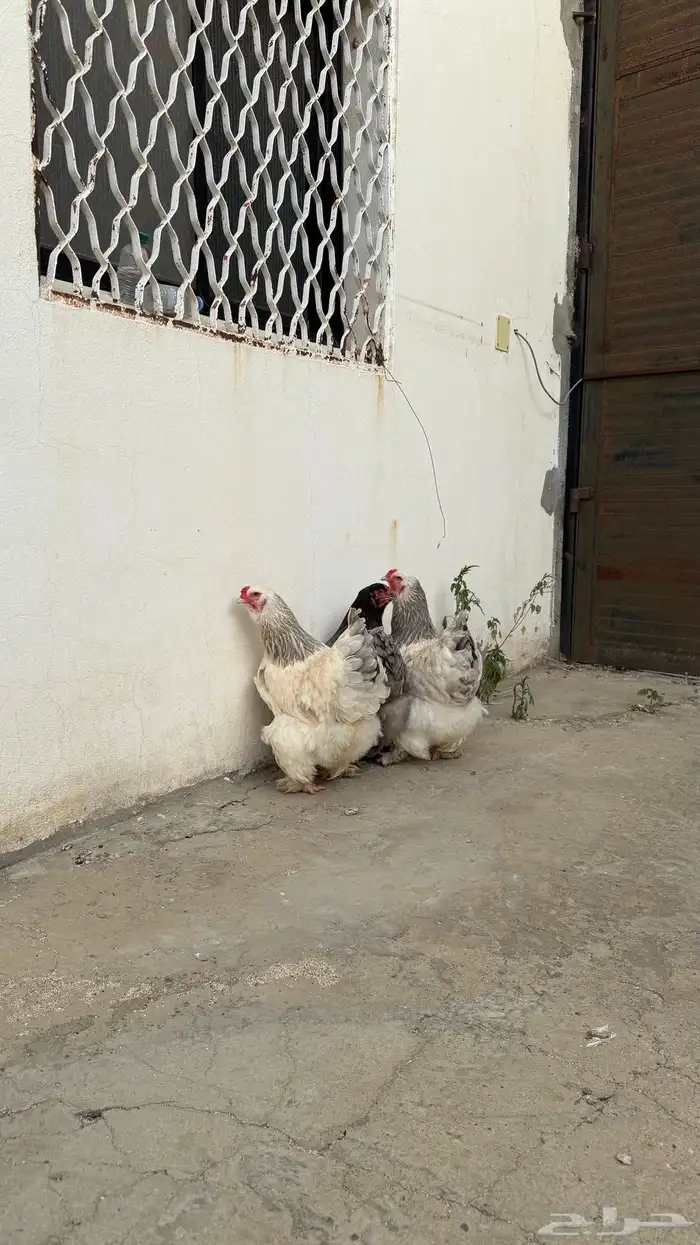 دجاج براهما ثلاث اناثي 6