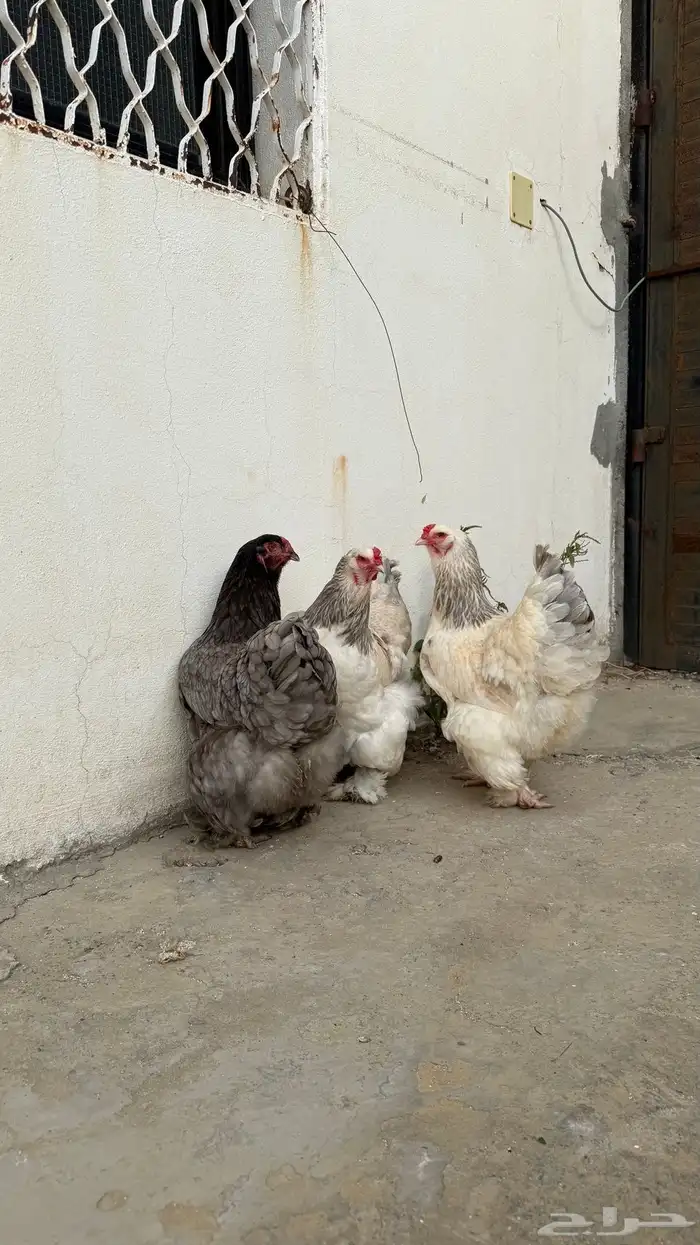 دجاج براهما ثلاث اناثي 4