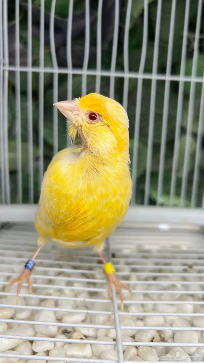 انثى كناري جاهزة 1