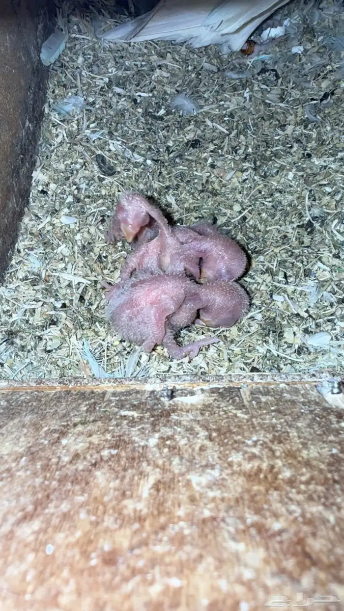 فروخ روز رعايت أهليهم 0