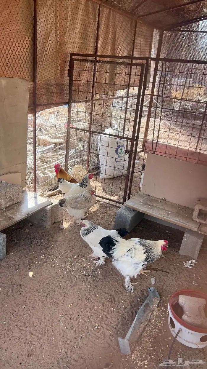 دجاج براهما للبيع 1