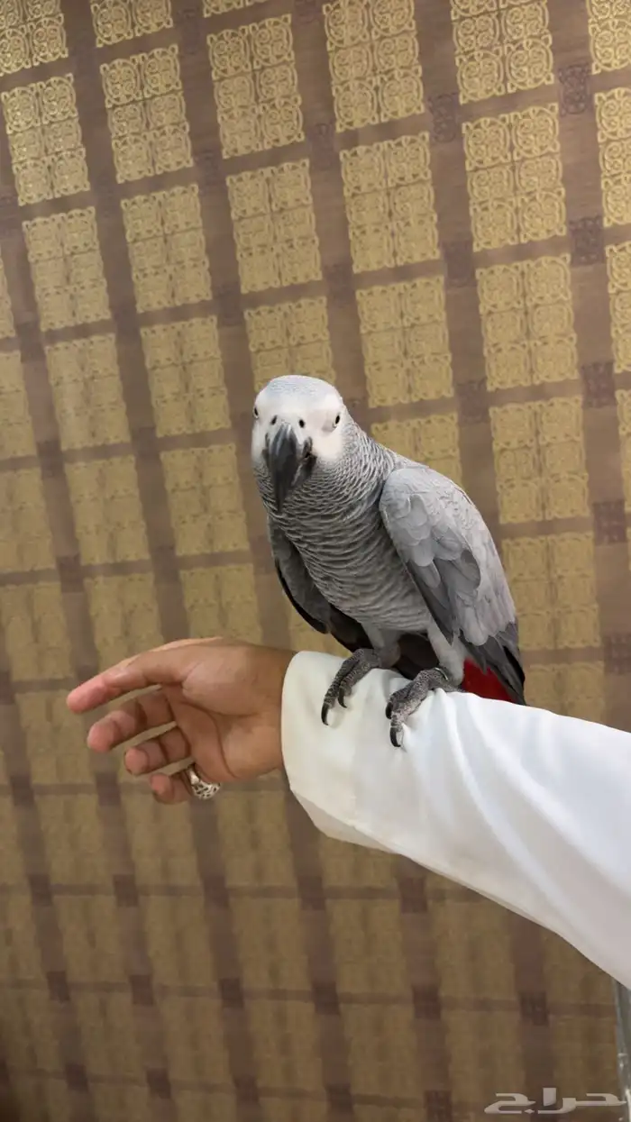 كاسكو كبتن كلام وثلجي ( تم البيع ) 1
